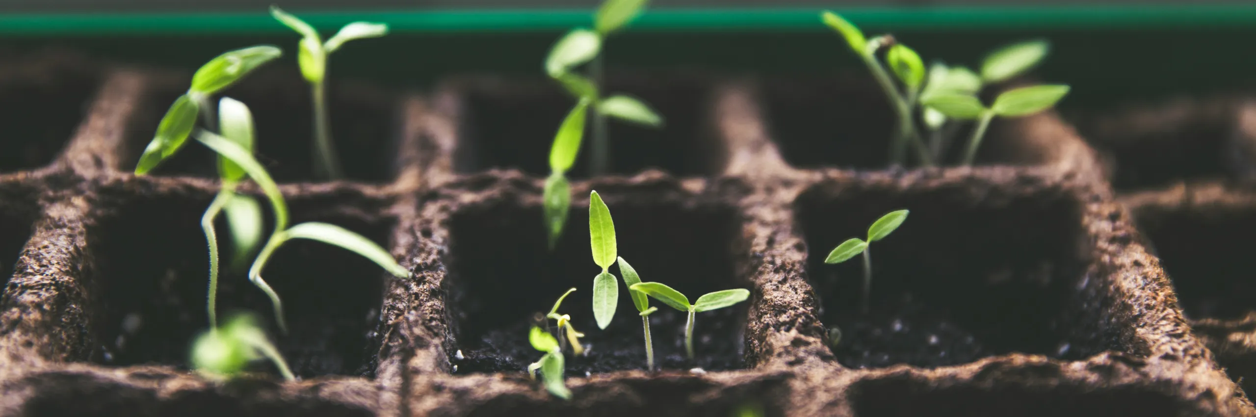 Growing plants